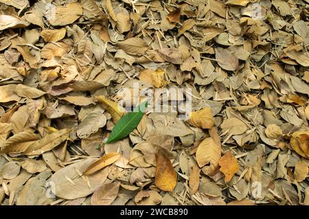 Mangogrünes Blatt in fallenden getrockneten Blättern Stockfoto