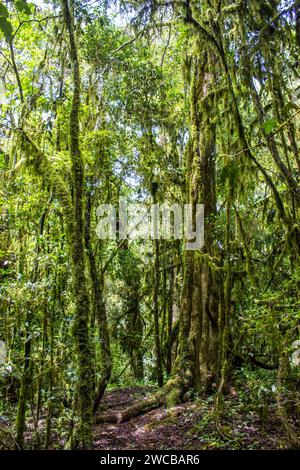 Bäume bedeckt mit spanischem Moos im einheimischen Afromontanen-Regenwald von Magoebaskloof in Südafrika. Stockfoto