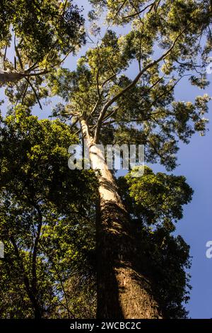 Blick in einen hohen Eukalyptus, der sich in den hellblauen Himmel in einem alten gepflanzten Grove in Magoebaskloof erstreckt. Stockfoto