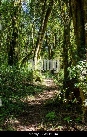 Der Weg führt tiefer in den einheimischen Wald von Magoebaskloof Stockfoto