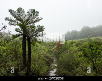 Zwei große Grünlandfarne, Cyathea dregei, mit Wald und Bergen im Hintergrund, die in Nebel gehüllt sind, in Magoebaskloof Südafrika. Stockfoto