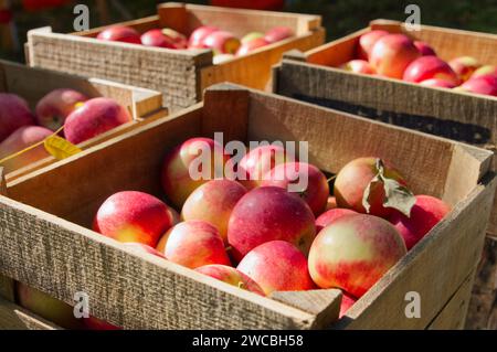 Frisch geerntete Äpfel sitzen in Holzkisten auf einem Bauernmarkt im Freien. Stockfoto