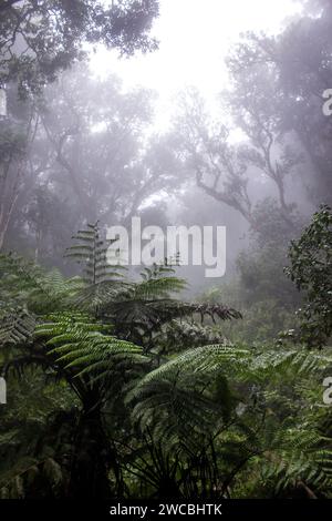 Unheimliche Landschaft des einheimischen Afromontanen Regenwaldes im Nebel mit üppigen grünen Farnen im Vordergrund, in Magoebaskloof in Südafrika. Stockfoto