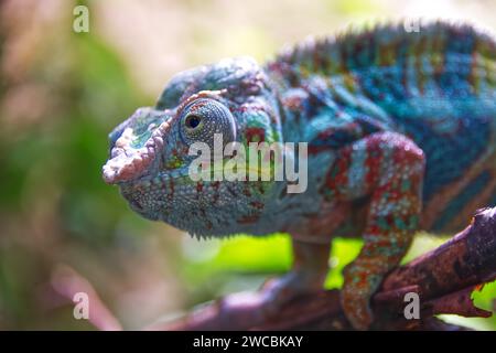 Kopfaufnahme eines wunderschönen Chamäleons in verschiedenen exotischen Farben Stockfoto