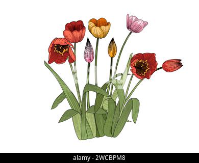 Satz von drei Tulpen Blume Hand gezeichnete bunte Skizze für Zeichnung Buch Vektor Illustration isoliert auf weißem Hintergrund Stock Vektor