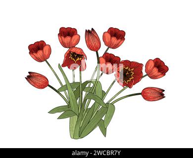 Satz von drei Tulpen Blume Hand gezeichnete bunte Skizze für Zeichnung Buch Vektor Illustration isoliert auf weißem Hintergrund Stock Vektor