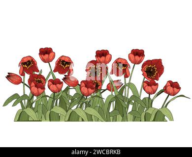 Satz von drei Tulpen Blume Hand gezeichnete bunte Skizze für Zeichnung Buch Vektor Illustration isoliert auf weißem Hintergrund Stock Vektor