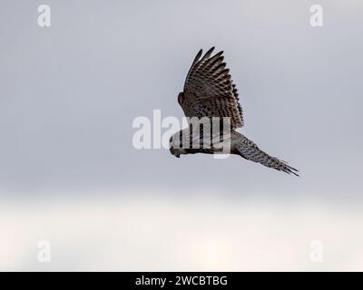 Männlicher Kestrel Falco Tinnunkulus, der im Jagdmodus in der Luft schwebt Stockfoto
