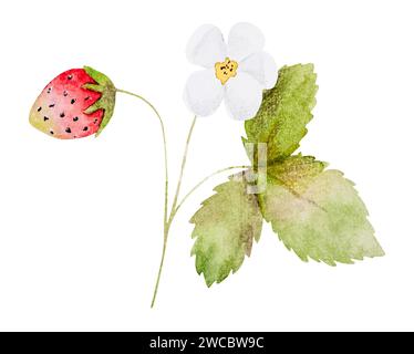 Handgezeichnete Aquarell-Vektor-Illustration zeigt Einen Zweig mit Erdbeerblumen und Beeren Stock Vektor