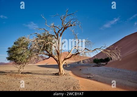 Starker Wind über den Sanddünen der Namib-Wüste, Namibia, Afrika Stockfoto