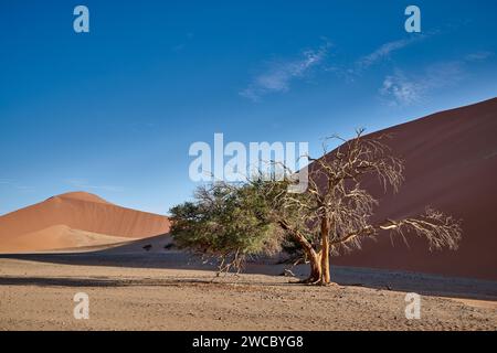 Starker Wind über den Sanddünen der Namib-Wüste, Namibia, Afrika Stockfoto