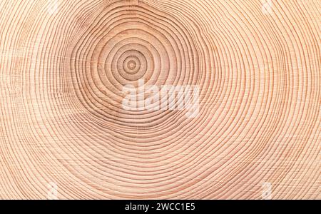 Wachstumsringe einer Fichte, horizontaler Querschnitt, geschnitten durch den getrockneten Stamm einer europäischen Fichte, Picea abies, mit Jahresringen. Stockfoto