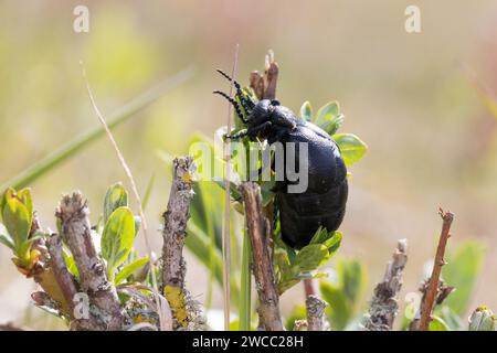 Schwarzblauer Ölkäfer, Schwarzer Maiwurm, Weibchen, Meloe proscarabaeus, Meloë proscarabaeus, Ölkäfer, Schwarzölkäfer, Europäischer Ölkäfer, Weibchen Stockfoto