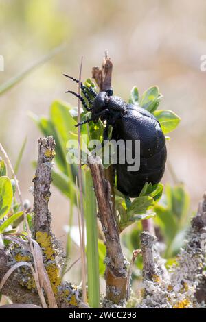 Schwarzblauer Ölkäfer, Schwarzer Maiwurm, Weibchen, Meloe proscarabaeus, Meloë proscarabaeus, Ölkäfer, Schwarzölkäfer, Europäischer Ölkäfer, Weibchen Stockfoto