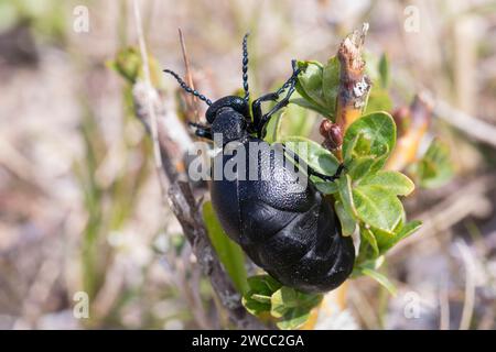 Schwarzblauer Ölkäfer, Schwarzer Maiwurm, Weibchen, Meloe proscarabaeus, Meloë proscarabaeus, Ölkäfer, Schwarzölkäfer, Europäischer Ölkäfer, Weibchen Stockfoto