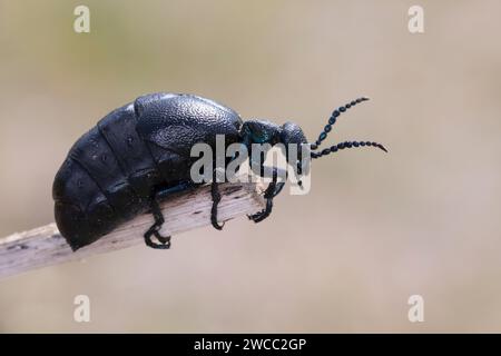 Schwarzblauer Ölkäfer, Schwarzer Maiwurm, Weibchen, Meloe proscarabaeus, Meloë proscarabaeus, Ölkäfer, Schwarzölkäfer, Europäischer Ölkäfer, Weibchen Stockfoto