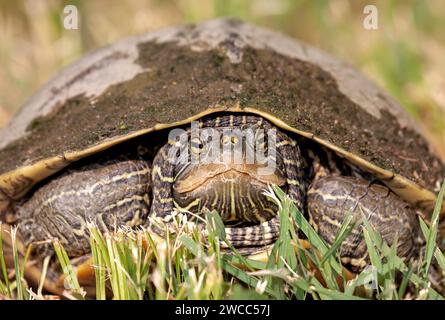 Eine Nahaufnahme einer nördlichen Landschildkröte, die im Gras liegt. Die Schildkröte blickt direkt in das Objektiv der Kamera. Stockfoto