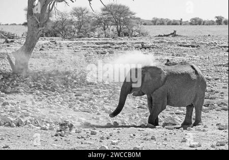 Einsamer afrikanischer Elefant auf der trockenen, staubigen Ebene, der sich mit Staub besprüht, um seine Haut zu schützen - fliegende Staubpartikel werden vorgefunden. Stockfoto