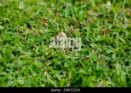 Kleiner Pilz, der aus üppigem grünem Gras in natürlichem Tageslicht auftaucht Stockfoto