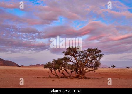 Atmosphärische Wolken bei Sonnenuntergang über den Dünen der Namib-Wüste, Namibia, Afrika Stockfoto