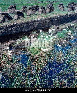 Torfturben stapelten sich und trocknen in der Sonne Baumwoll-Gras, das im Schnittgebiet Westküste Schottlands wächst Stockfoto