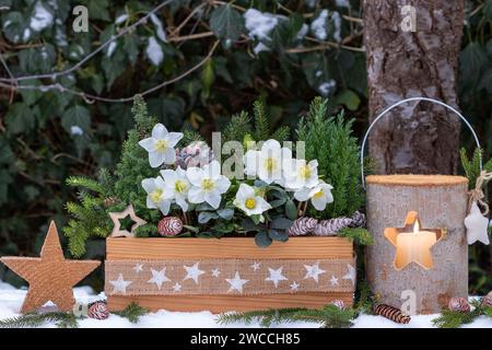 weihnachtsgartenanordnung mit helleborus niger und Nadelholz in Holzkiste und Laterne Stockfoto