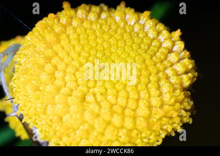 Gewöhnlicher Blütengans (Tanaceturn vulgare) blüht aus dem Blütenstand. Ultramakro Stockfoto