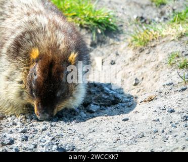 Schwarzkappenmarmot (Marmota camtschatica) in Kamtschatka lebt es auf vulkanischen Umwälzungen auf vulkanischen Schlackenfeldern und auf Bergwiesen. Porträt. Russi Stockfoto