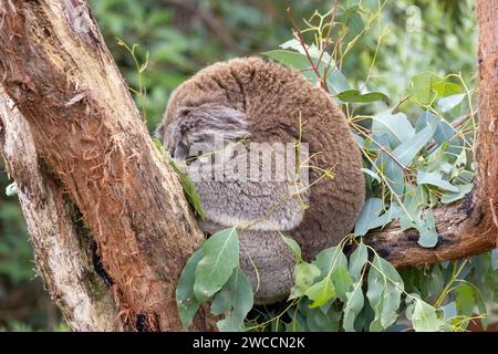 Ein Koala, Phascolarctos cinereus, zusammengerollt und schlafend in einem Eukalyptusbaum, Australien. Dieses süße Beuteltier ist in der Wildnis gefährdet. Stockfoto