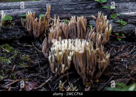 Strenger Ast-Korallenpilz (Ramaria stricta) Stockfoto