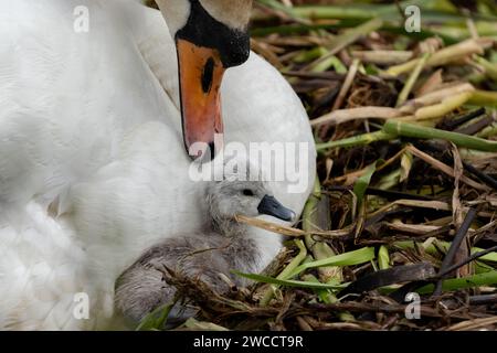 Ein weiblicher Stummschwan (cygnus olor) auf einem Nest mit Eiern und frisch geschlüpften Zygneten. Stockfoto