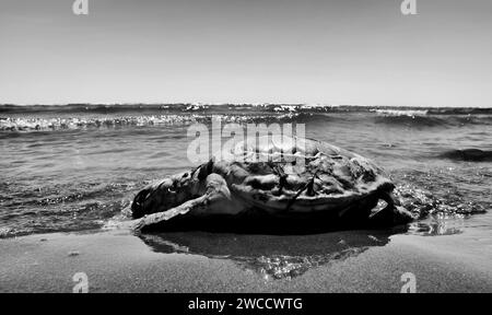 Bonelli (RO), Po River Delta, Italien, asea Schildkröte tot und gestrandet am Strand Stockfoto