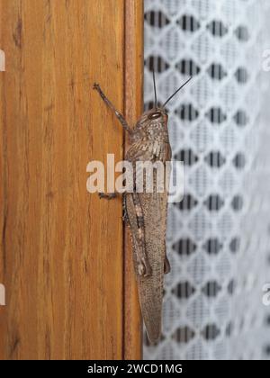 Grashüpfer Wissenschaftlicher Name Orthoptera Caelifera Der Tierklasse Insekten Stockfoto