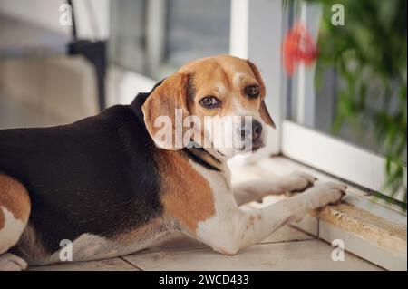 Einsamer Beagle-Hund, der neben dem Porträt sitzt Stockfoto