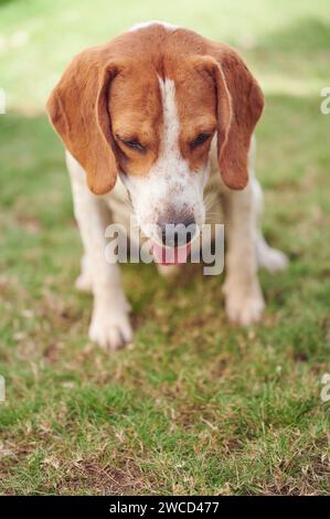 Auf Gras-Beagle-Hund über Vorderansicht sitzen Stockfoto