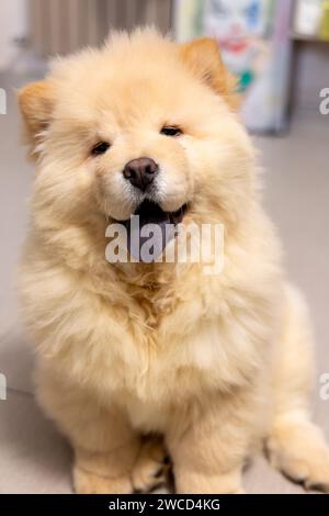 Bild eines fröhlichen Chow-Chow-Welpen mit verspielter Zunge, die einen violetten Farbton zeigt Stockfoto