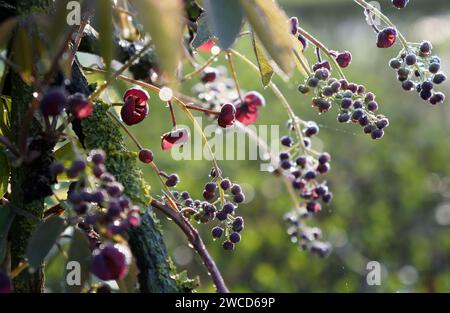 Dunkelrote Blüten der Schokoladenrebe oder Akebia quinata, bedeckt mit Tautropfen Stockfoto