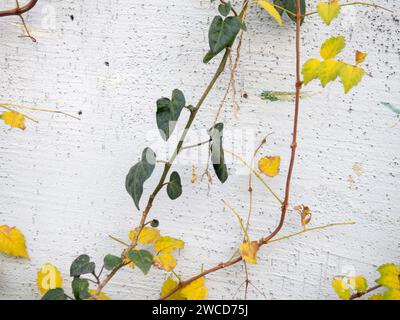 Ivy mit gelben Blättern an der Wand. Natur und Stadt. Pflanze vor dem Hintergrund einer Wand. Hintergrund aus Asthenie und Beton. Stockfoto