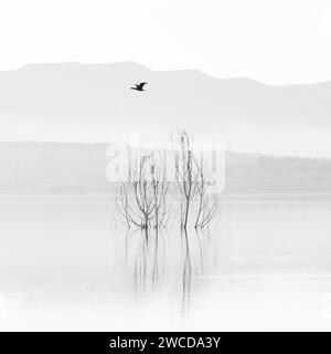 Schwarzweiß-Landschaftsfoto im 1x1-Quadrat mit einer Pflanze in einem See reflektiert, Vögel fliegen und Berge im Hintergrund Stockfoto