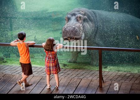 Spektakuläres Bild eines Nilpferdes, der einen Jungen und ein Mädchen in einem Aquarium im Bioparc in Valencia, Spanien, beobachtet. Stockfoto