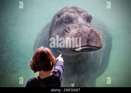 Spektakuläres Bild eines Mädchens, das in einem Aquarium auf einen riesigen Nilpferd zeigt, im Bioparc in Valencia, Spanien. Stockfoto