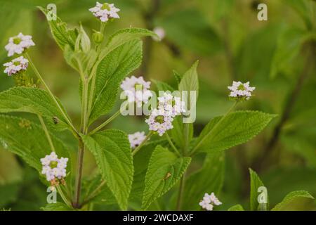 Kleine Fliederblüten am Busch Stockfoto