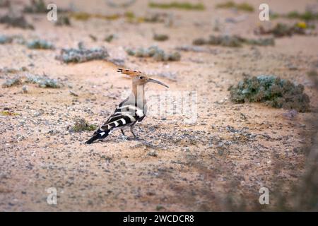 Eurasischer Wiedehopf (Upupa epops), der in der Sandwüste steht und von einigen Pflanzen der Costa Calma bewachsen ist Stockfoto