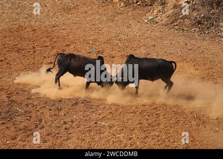 Jährliche Stierkämpfe in Nepal anlässlich der Maghe Sankranti/Makar Sankranti Bulls Fight während des Makar Sankranti oder Maghe Sangranti Festivals im Dorf Taruka im Nuwakot District in Zentral-Nepal. Jedes Jahr beobachten Tausende von Menschen ein Stierkampffest im Dorf Taruka, Nuwakot, während des Tages von Makar Sankranti oder Maghe Sangranti, das das Ende des Winters nach dem hinduistischen Kalender einläutet. Makar Sankranti oder Maghe Sangranti feierten in Nepal und Indien. Nuwakot Bagmati Nepal Copyright: XSubashxShresthax Stockfoto