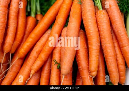 Eine lebendige Sammlung frischer, biologischer Karotten ist ordentlich in einer farbenfrohen Ausstellung auf einem rustikalen Holztisch auf einem geschäftigen Bauernmarkt angeordnet Stockfoto