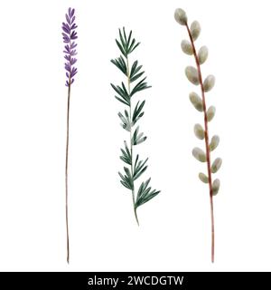 Set von Aquarellzweigen, handgezeichnet, isoliert auf weißem Hintergrund. Lavendel, Weide, Rosmarin. Lila Blumen, botanische Illustration, Wildblumen, Stockfoto