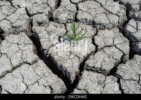 Trockener Rissboden des trockenen Flusses mit grüner Pflanze in Entwicklung im Zeichen der Wiedergeburt Stockfoto