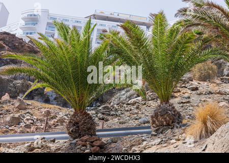 Eine Nahaufnahme der Palmenpflanzen entlang der Straße, die zu einem Berghotel führt. Gran Canaria, Spanien. Stockfoto