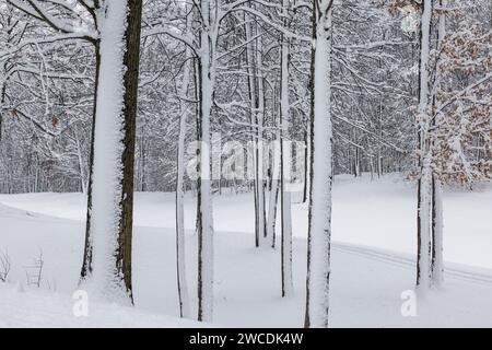 Bäume nach einem Schneesturm im Mecosta County, Michigan, USA Stockfoto