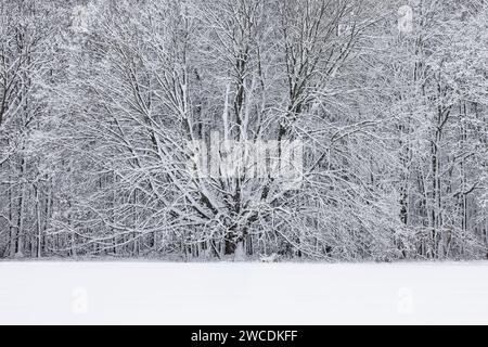 Windgestrahlter Schnee, der sich nach einem Wintersturm im Mecosta County, Michigan, USA, an Hartholzbäumen festhält Stockfoto